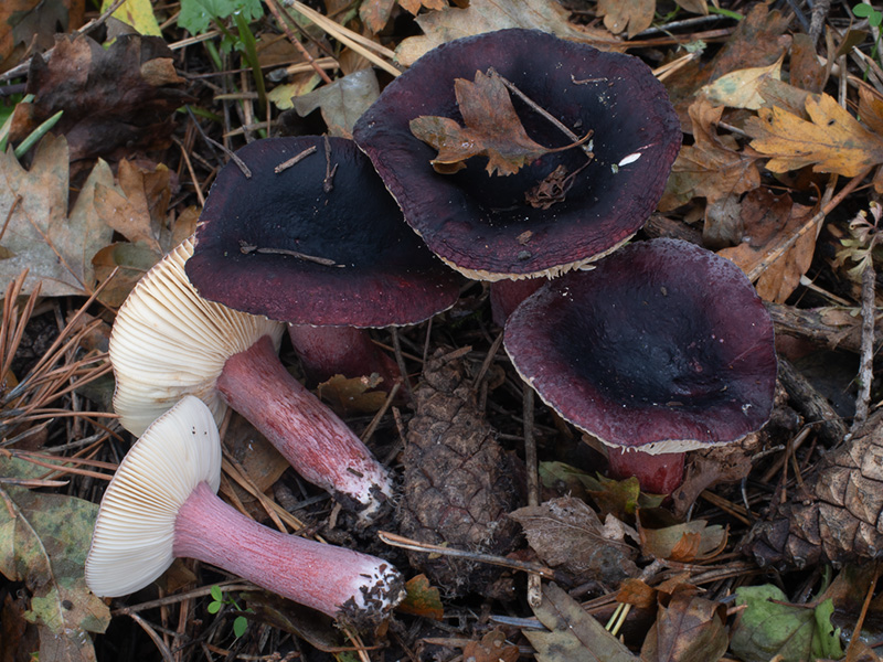 Russula torulosa